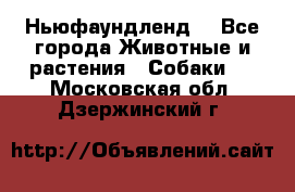 Ньюфаундленд  - Все города Животные и растения » Собаки   . Московская обл.,Дзержинский г.